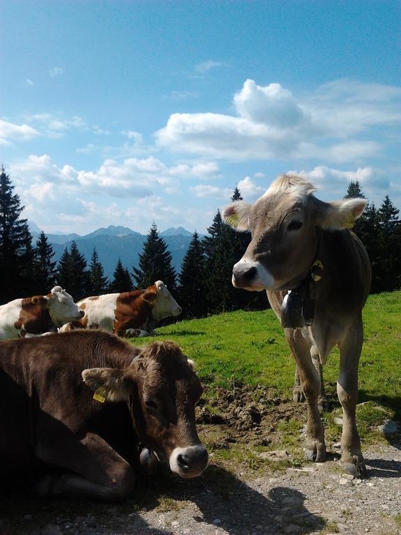 Ferienwohnungen Kral Grainau Zewnętrze zdjęcie